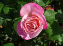 Patsy Cline ™ rose photo
