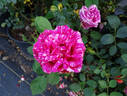 Pink Intuition rose photo
