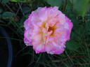 Pink Lemonade rose photo