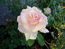 Pink Promise rose photo