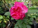 Pink Traviata rose photo
