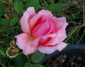 Portadown Fragrance rose photo