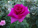 Purple Beauty rose photo