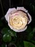 Impala ® rose photo