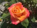 A Lady Never Tells rose photo