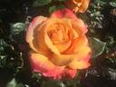 A Lady Never Tells rose photo