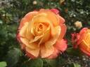 A Lady Never Tells rose photo