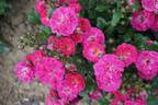 Balduin rose photo