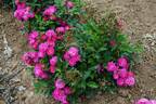 Balduin rose photo