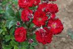 Happy rose photo