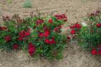 Happy rose photo