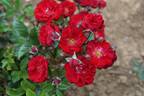 Happy rose photo