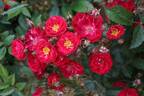 Dopey rose photo