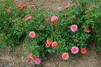 Mandarin rose photo