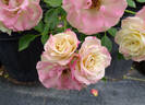Rainforest rose photo