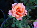 Razzle Dazzle rose photo
