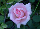 Rebecca Claire rose photo