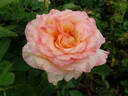 Royal Welcome ™ rose photo