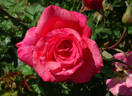Sandringham Centenary rose photo
