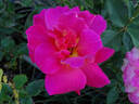Saturnia rose photo