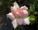 Sheer Bliss rose photo