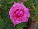 Signature ® rose photo