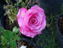 Silver Lining rose photo
