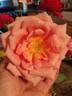 Mrs. Sam McGredy rose photo
