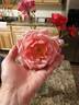 Mrs. Sam McGredy rose photo