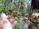 Excelsa rose photo