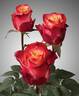 Burlesque rose photo