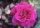 Blackberry Nip rose photo
