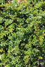 Green Summer rose photo
