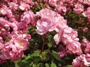 Angela ® rose photo
