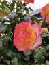 Spectra rose photo