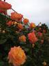 Spectra rose photo