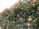Spectra rose photo