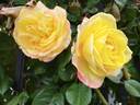 Spectra rose photo