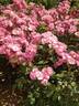 Angela ® rose photo