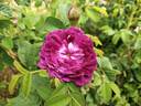 Capitaine John Ingram rose photo