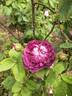 Capitaine John Ingram rose photo