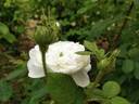 Madame Hardy rose photo