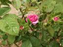 Crested Damask rose photo
