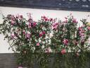 Parade rose photo