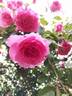 Parade rose photo