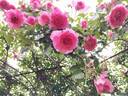 Parade rose photo