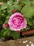 Louise Odier rose photo