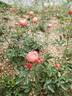 Margo Koster rose photo