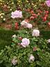 Blue Ribbon rose photo