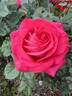 Coral Lights rose photo